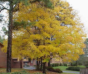 A brilliant yellow tree