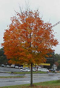 Orange maple tree