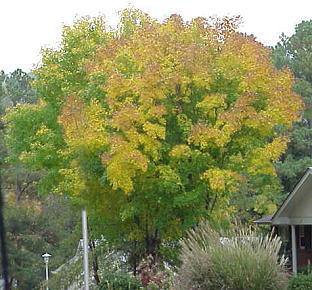 A maple tree starts to turn