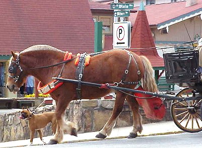 Horse and carriage and friend