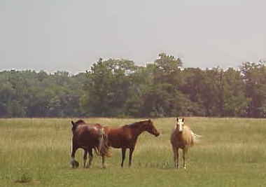 Horses return to pasture