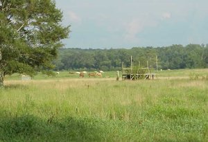 Claudia's horses waaaaaaay out in the pasture after one rocket launch