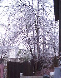 Backyard trees under ice