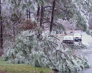 Pine tree collapsed by ice