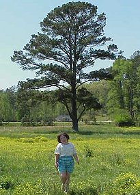 The tree that ate her kite