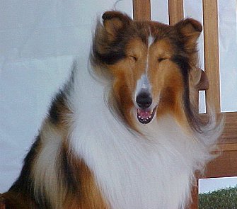 Lassie enjoys the fan