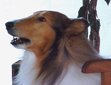 Lassie barks