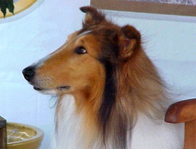 Lassie looks earnest