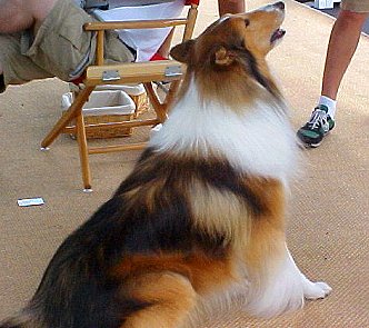Lassie performs