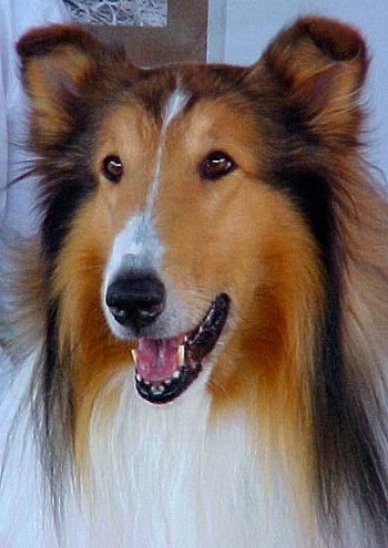 Lassie portrait