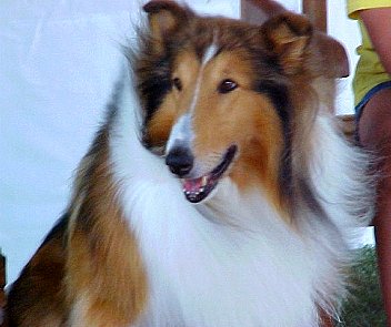 Lassie smiles for the camera