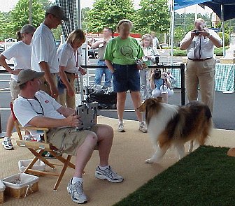 Lassie turns in a circle