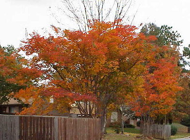 Trees on Natchez Trace