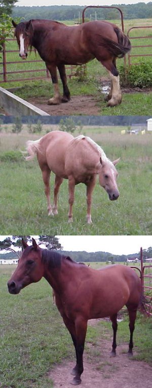 Now that it's quiet, Claudia's horses return to the paddock