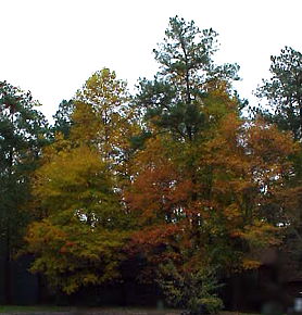 Neighborhood trees