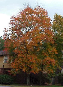 Tree on Natchez Trace