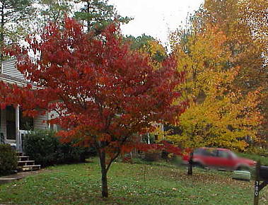 Our dogwood and maple trees
