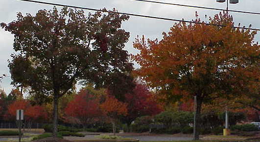 Trees in parking lot