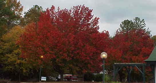 Red trees