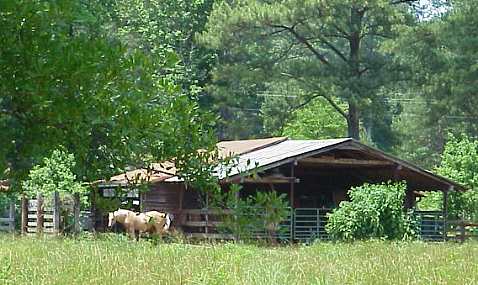 Smart horses in shade